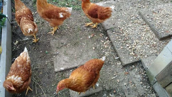 Skupina hnědých slepic se pase na zemi.
