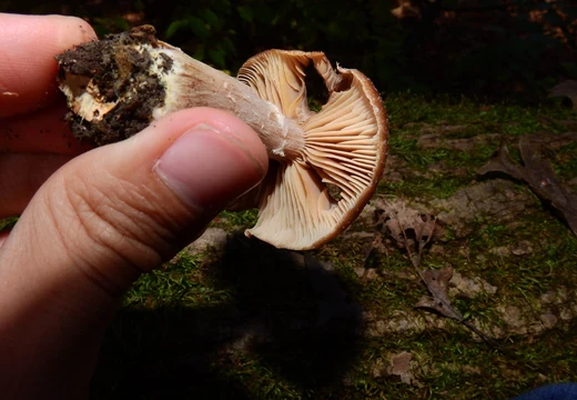 Mushroom with soil on stem