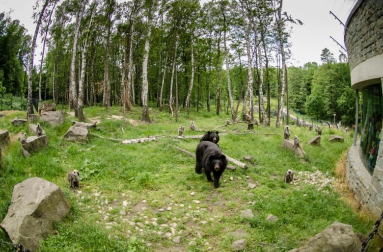 Černý medvěd v areálu zoologické zahrady s borovicemi
