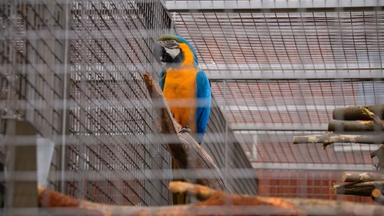 Modrožlutý papoušek ara sedící na větví v kleci zoo.