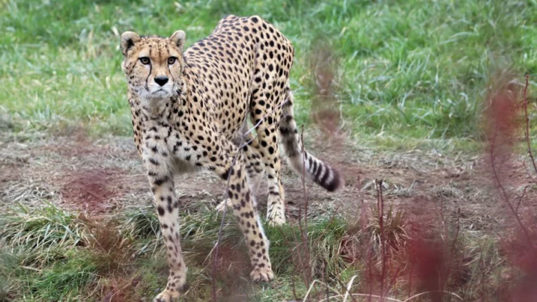 Puma běží po travnaté plošině v přírodě.