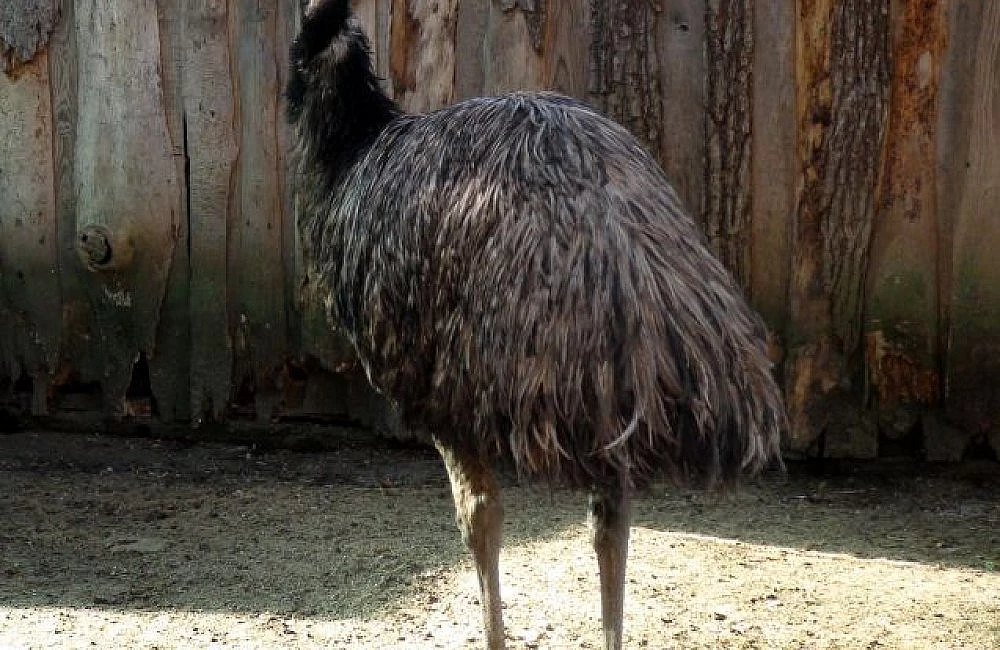 Emu pták zezadu před dřevěným plotem.