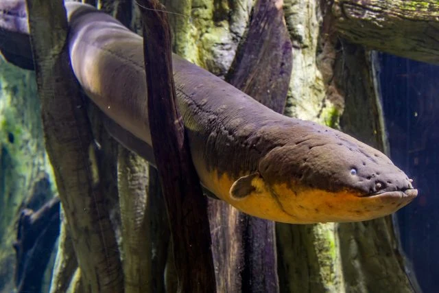 Mihule plaví mezi kořeny v podvodním prostředí.