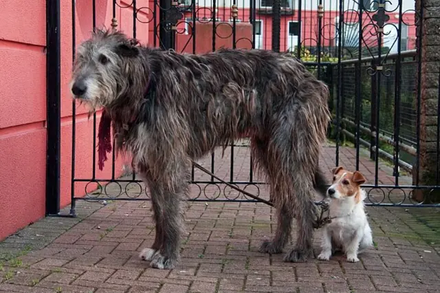 Velký irský vlčí pes stojí vedle malého teriéra na dlažbě.