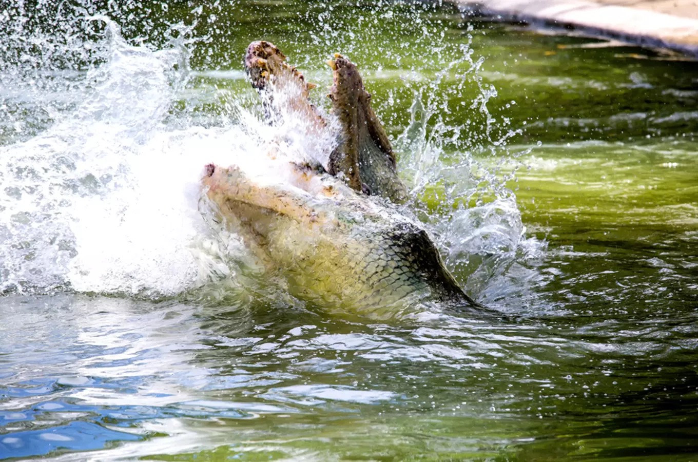 Aligátor vyskakující z vody s otevřenou tlamou