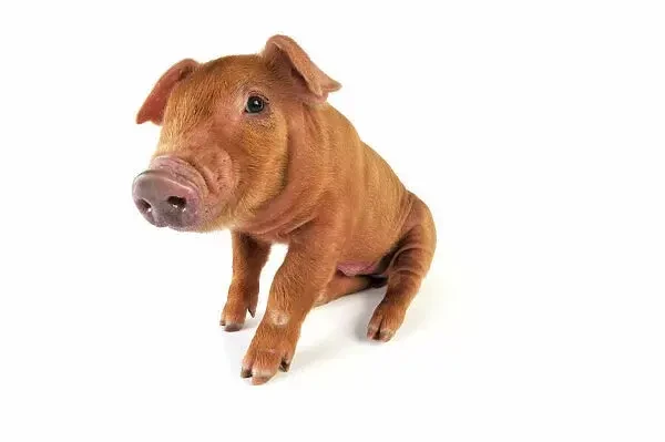 Malé prasátko rasy mangalica sedící na bílém pozadí.