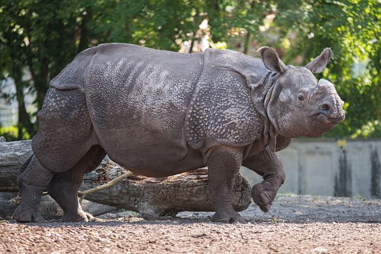 Slonozubec v areálu zoologické zahrady na venkovním výběhu.