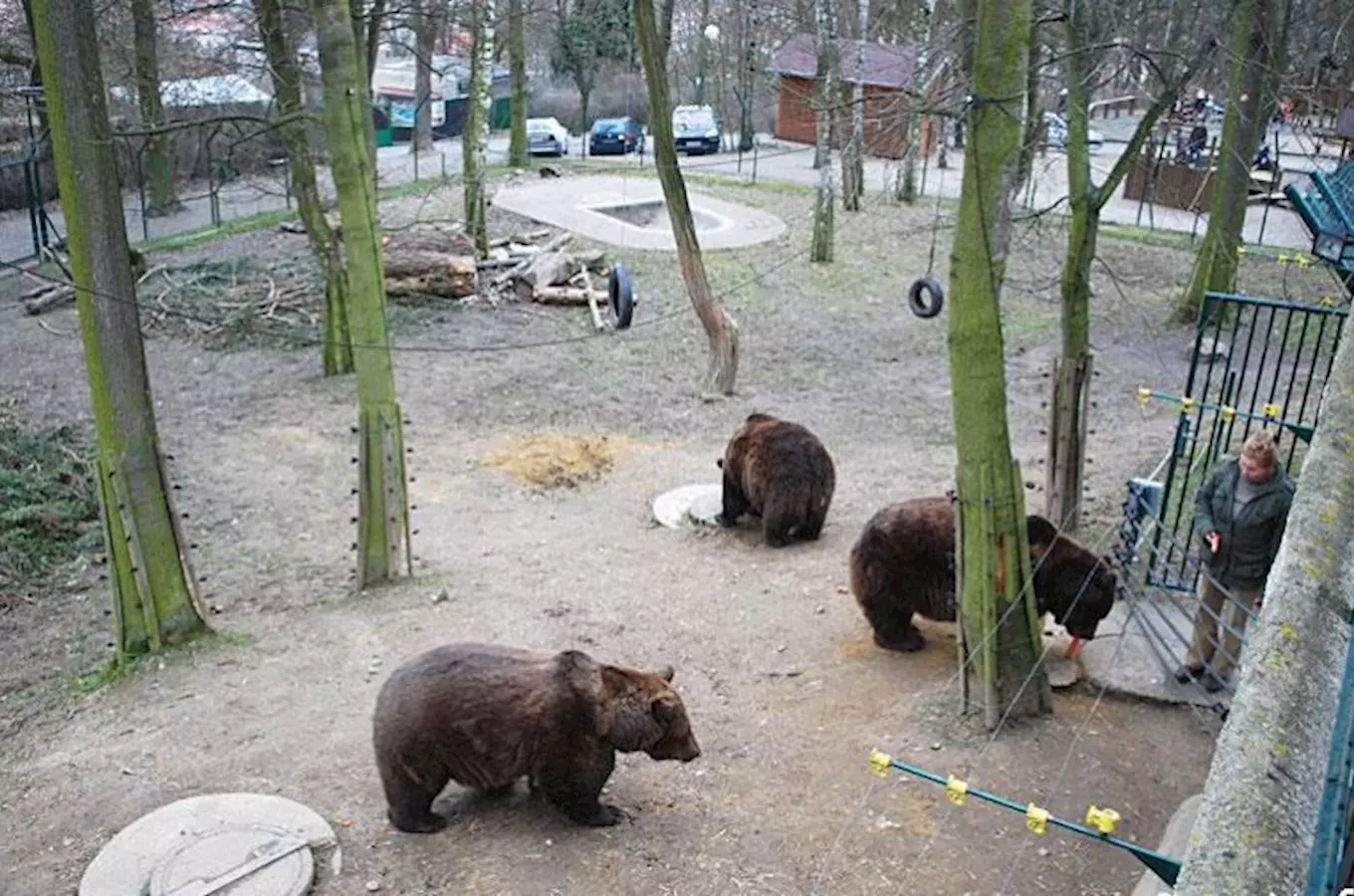 Tři medvědi v ohradě zoologické zahrady s stromy.