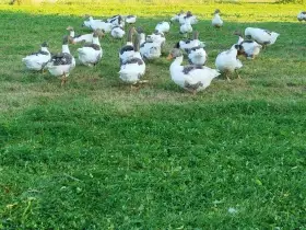 Stádo hus stojí na zelené trávě v poli.