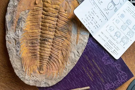 Fosilní trilobit v kamenné matrice s poznámkami vedle.