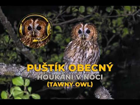 Puštíček obecný v noci s nápisem o jeho volání.