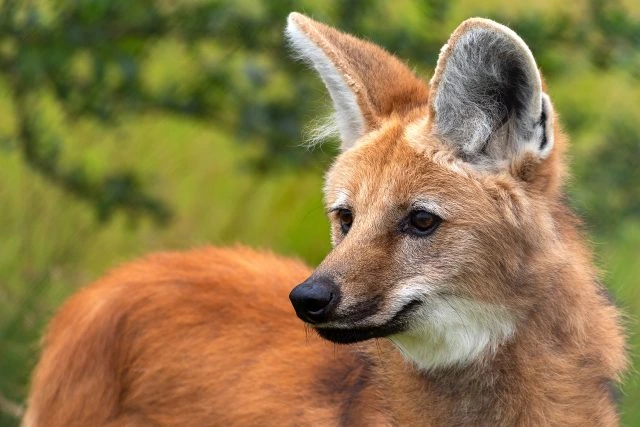 Portrétní fotografie divokého psa pralesního (dholes) v přírodě.