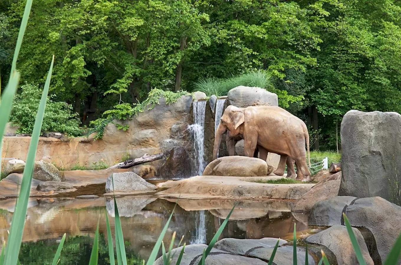 Dva sloni v areálu zoologické zahrady s vodopádem.