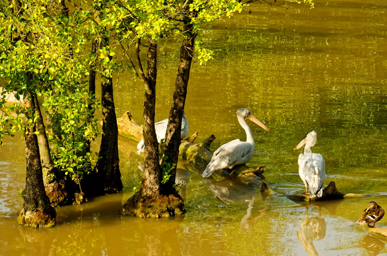 Pelikáni na kmenů v vodě u zoológico nebo safariparku.