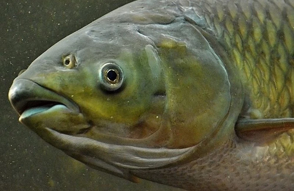 White amur fish head