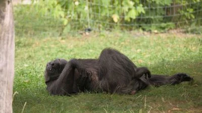 Opice opic leží na zádech v trávě.