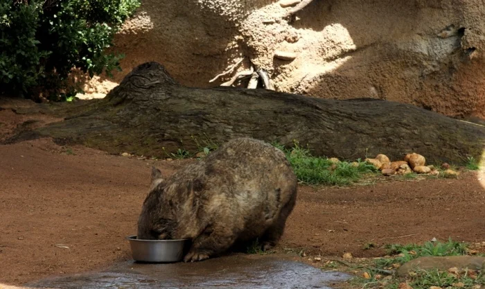 Vombat se krmí z misky v areálu zoologické zahrady.