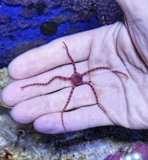 Malá mořská hvězdice držená v lidské dlani pod vodou.