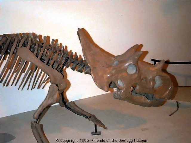 Kostra dinosaura s třemi rohy na obličeji a hřebenem