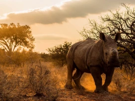 Bílý nosorožec kráčí po africké savaně.