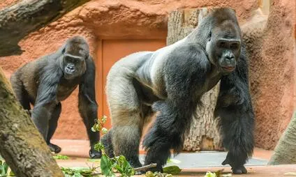 Gorillas in enclosure