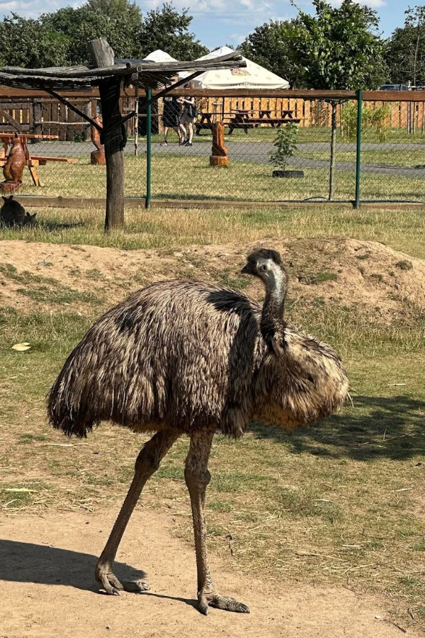 Foto ptáka emu stojícího na zemi v areálu.