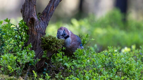 Eurasian jay in foliage