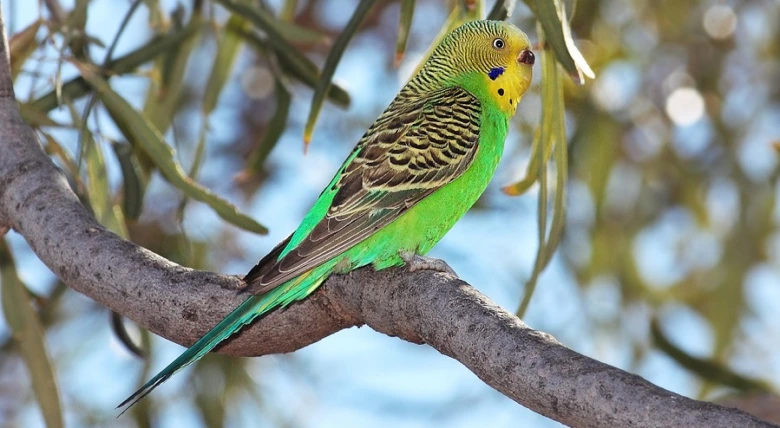 Zelený papoušek budgerigar sedící na větví stromu.