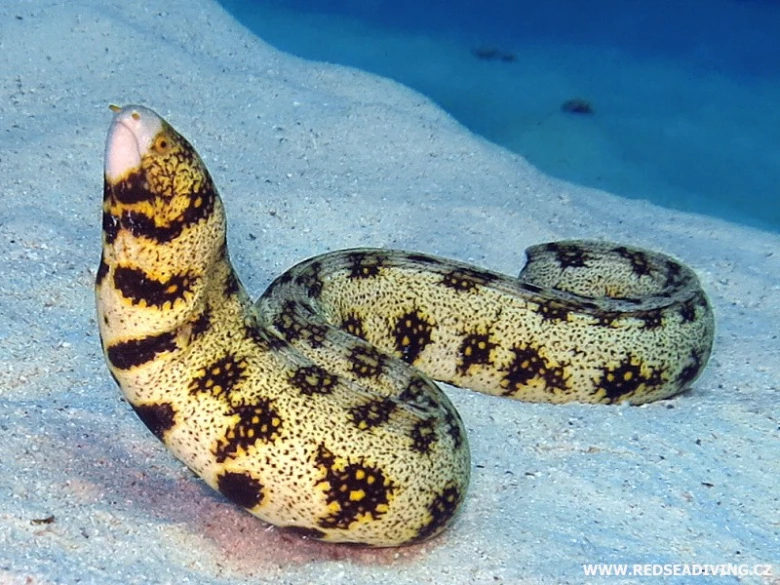 Mořská muréna s černými skvrnami na pískovém dně.
