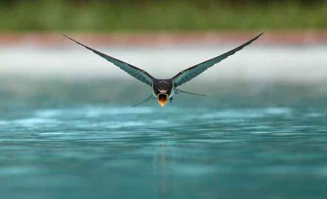 Swallow in flight over water