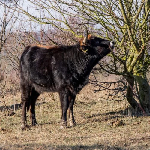 Černý býk s rohy stojí na louce u stromu.