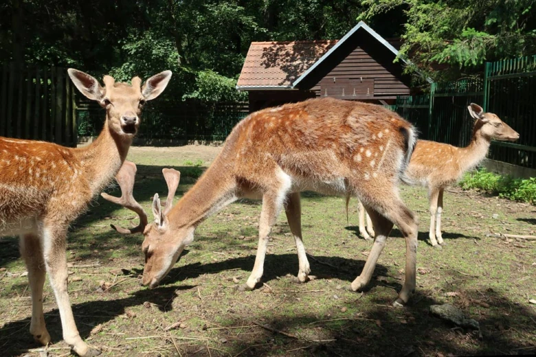 Tři skvrnití jeleni stojí na trávníku u dřevěné chýše v zooparku.
