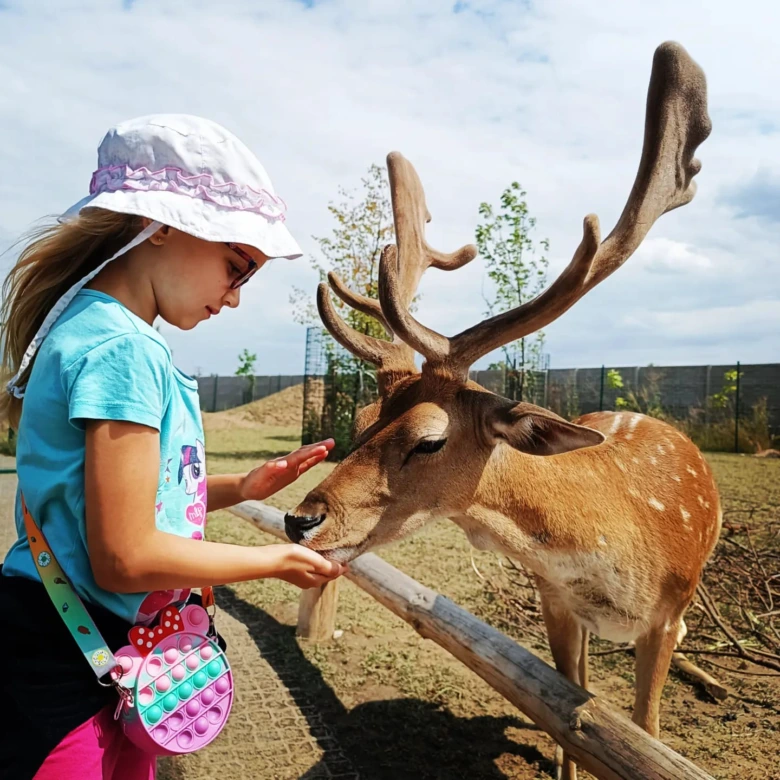 Dívka krmiti jelen v zoo venkovním výběhu.