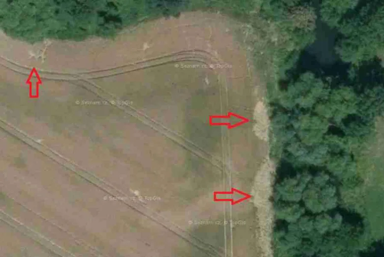 Letištní stopa evropského bobra na okraji pole s lesním porostem.