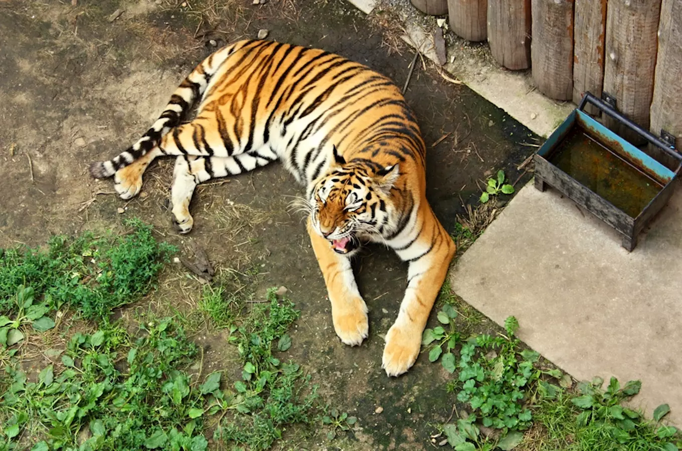 Tiger ležící v expozici zoologické zahrady s misky vody.