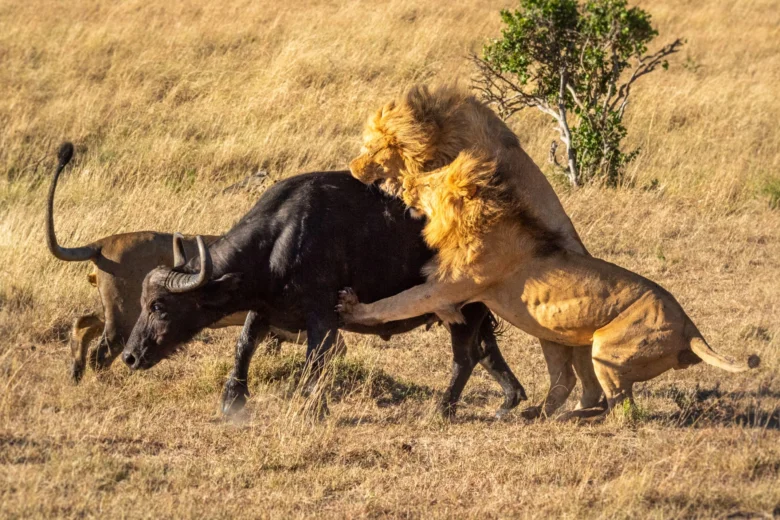 Afričtí buvoli jsou napadeni lvicemi na africké savaně.