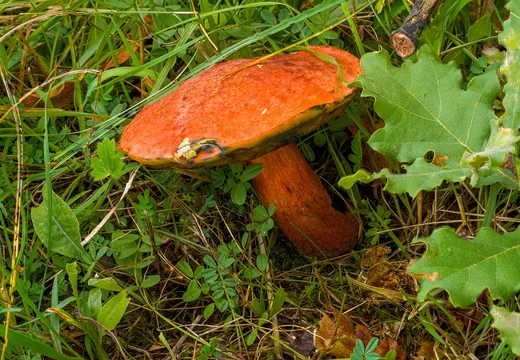Oranžový hřib roste mezi trávou a listím dubu v přírodě.