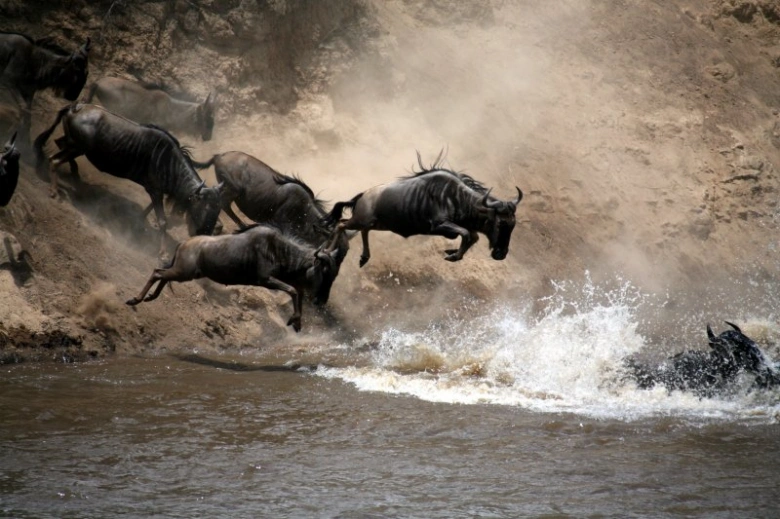 Stáda divokých koní skáčou do řeky v národním parku Serengeti.