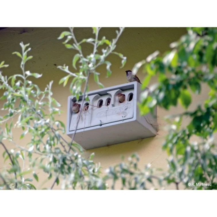 House sparrows in nestbox