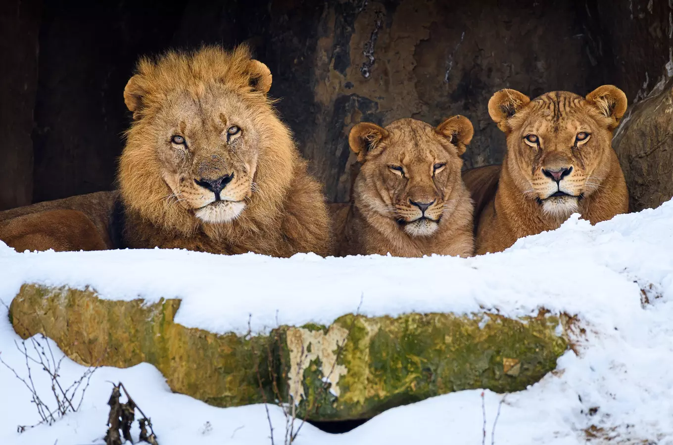 Three lions in snow