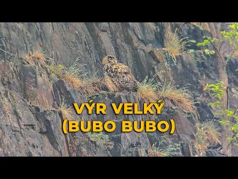 Velký výr sedící na skále v přírodním prostředí.