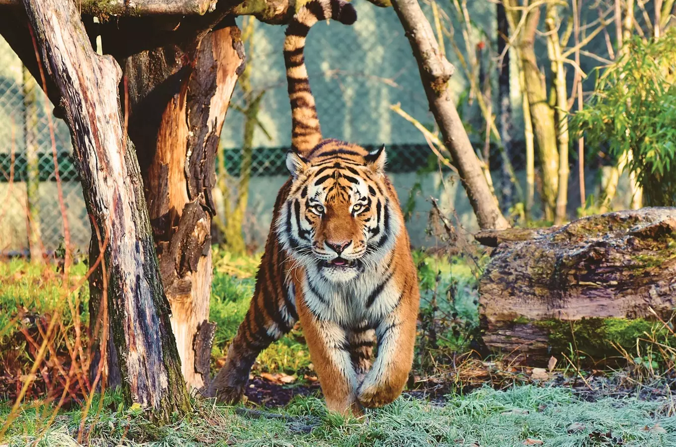 Tiger chodící po výběhu v zoo Liberec