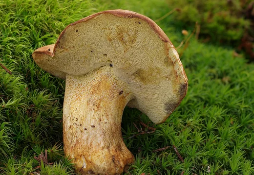 Podhoubí rodu Bolete rostoucí v mechu na lesní zemi.