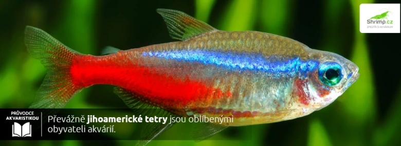Jasno zbarvená neontetra s červeným břiškem modrou čarou na těle.