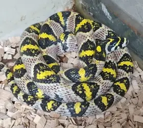Patterned snake coiled on wood chips