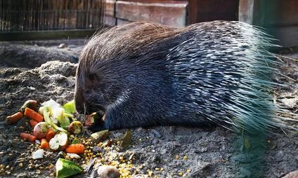 Jehněnatý ježek se krmí zeleninou v areálu zoologické zahrady.