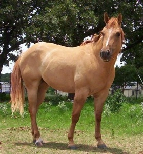 Hnědý kůň stojí na trávníku před stromy.