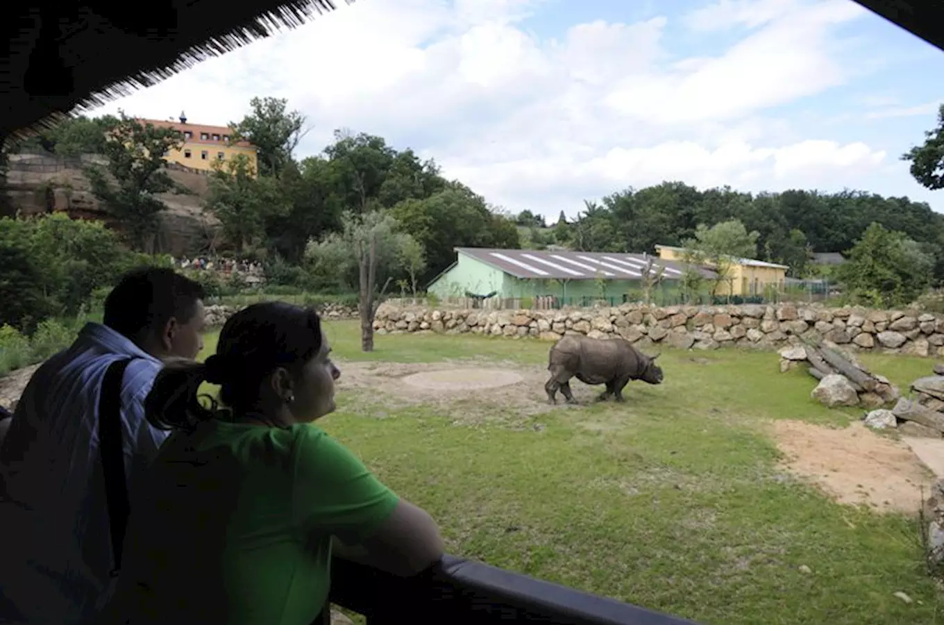 Návštěvníci v areálu zoologické zahrady sledují nosorožce na trávnaté ploše.