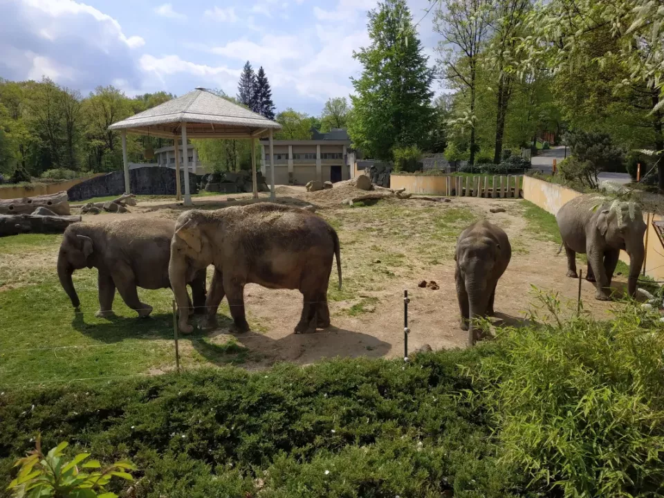 Slony v areálu české zoologické zahrady na trávníku.