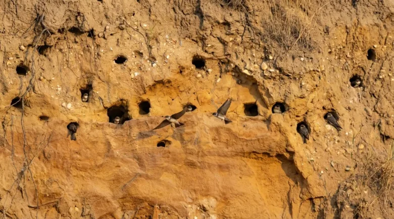 Swallows in cliff nests